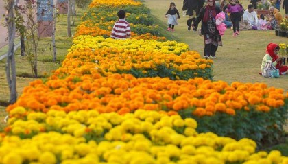 巴基斯坦伊斯兰堡：花团锦簇