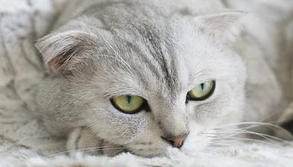 中科院合肥物质院申请区块链状态管理方法专利，显著提升区块链系统的交易处理吞吐量